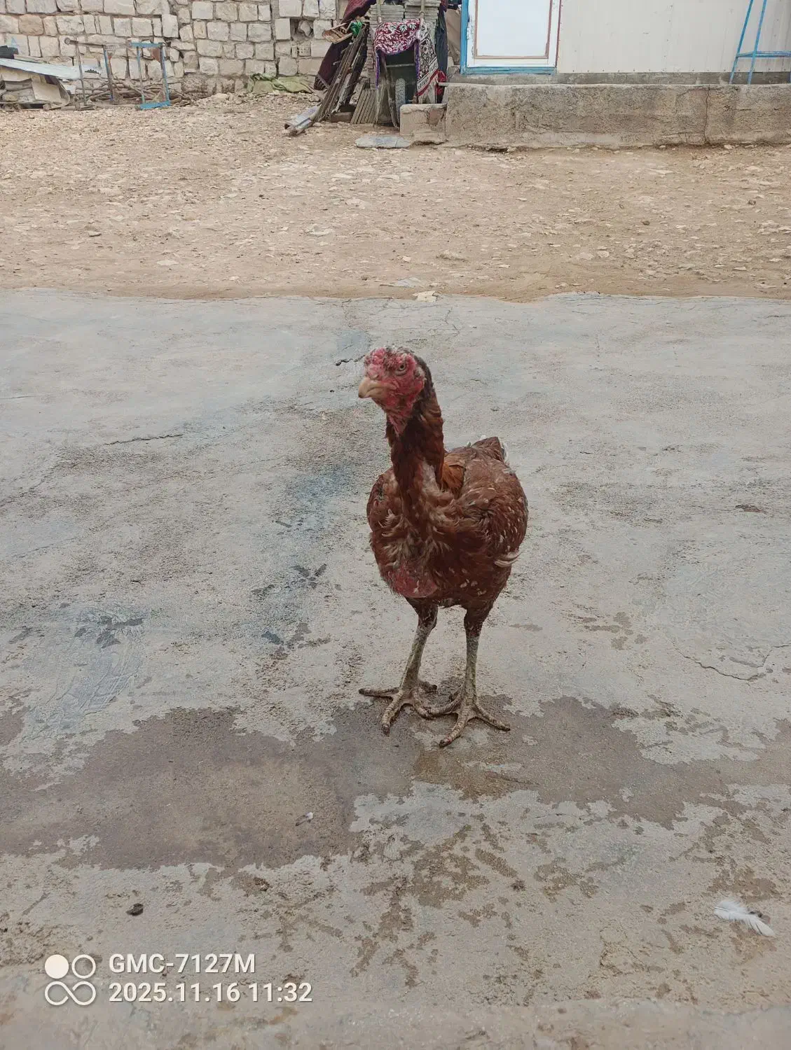 با سلام مرغ لاری شش دانگ|حیوانات مزرعه|سرپل ذهاب, |دیوار