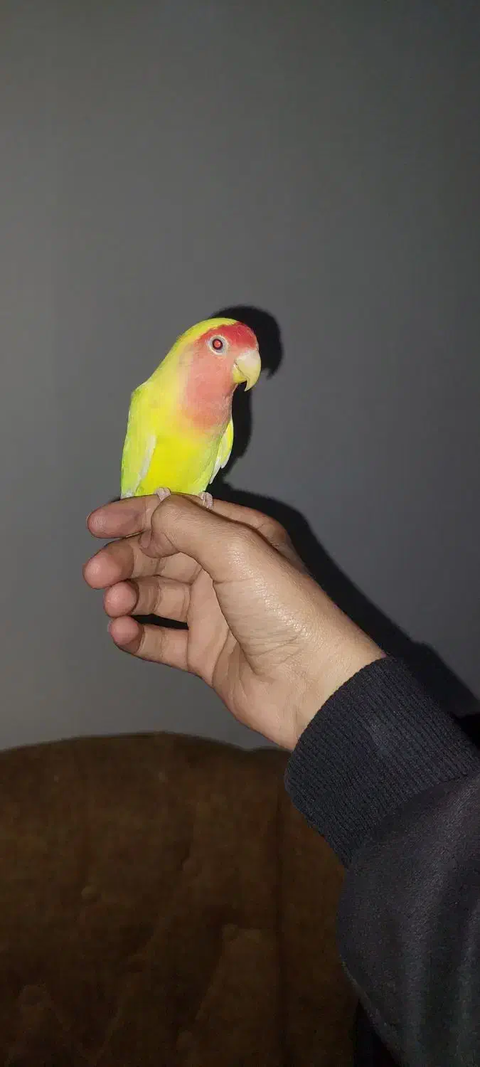 ماهشهر فاز ۷|پرنده|بندر ماهشهر, |دیوار