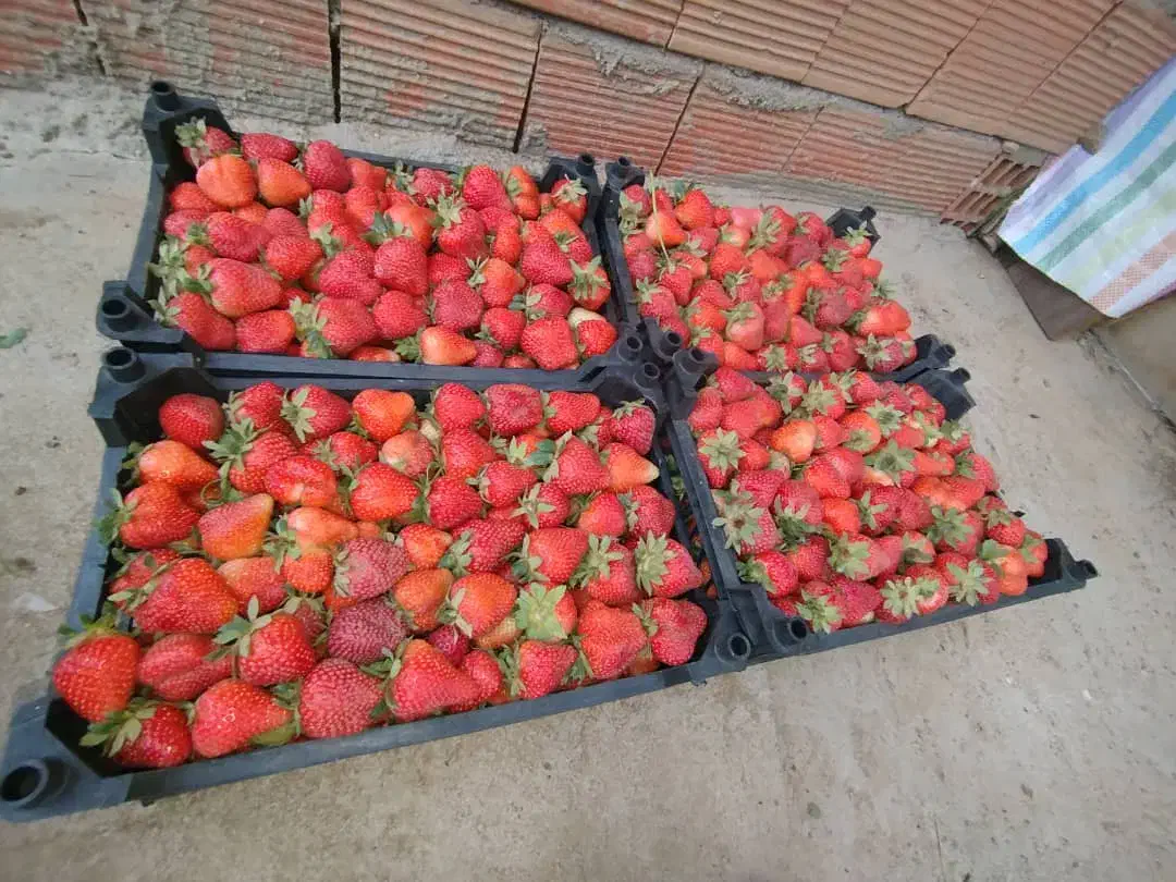 نشاء توت فرنگی|خدمات باغبانی و درختکاری|ارومیه, |دیوار