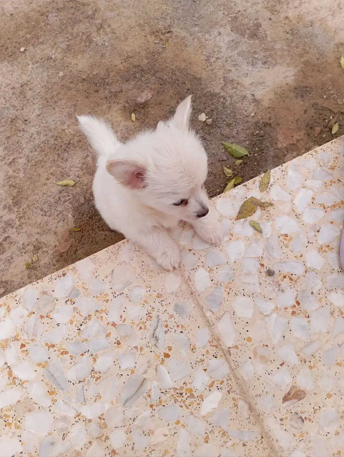 سگ مالتیز|سگ|قم, شهرک مهدیه (مدرس)|دیوار