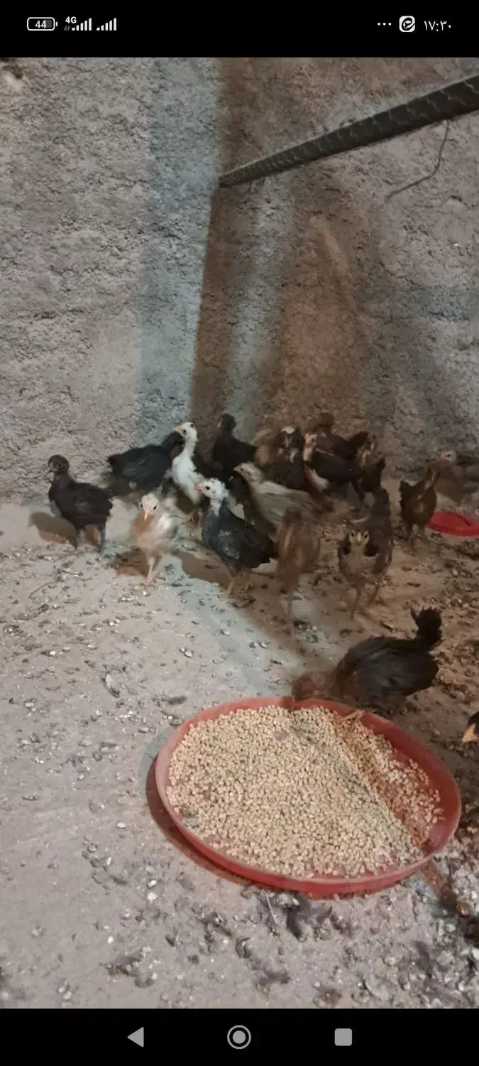 جوجه گلین|لوازم جانبی حیوانات|جلیل آباد, |دیوار