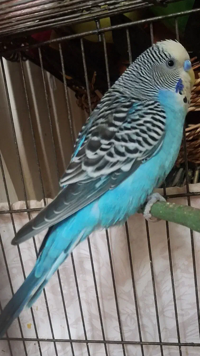 مرغ عشق انگلیسی نر|پرنده|تهران, انبار نفت|دیوار