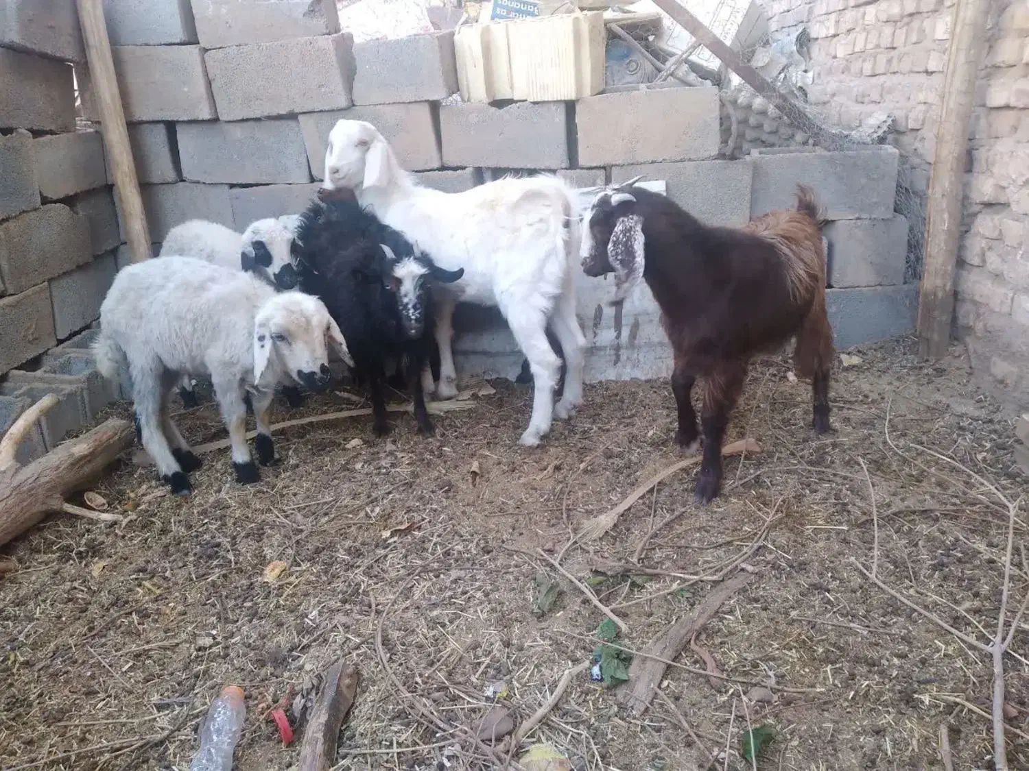 بره و کهره سالم|حیوانات مزرعه|حمیدیا, |دیوار