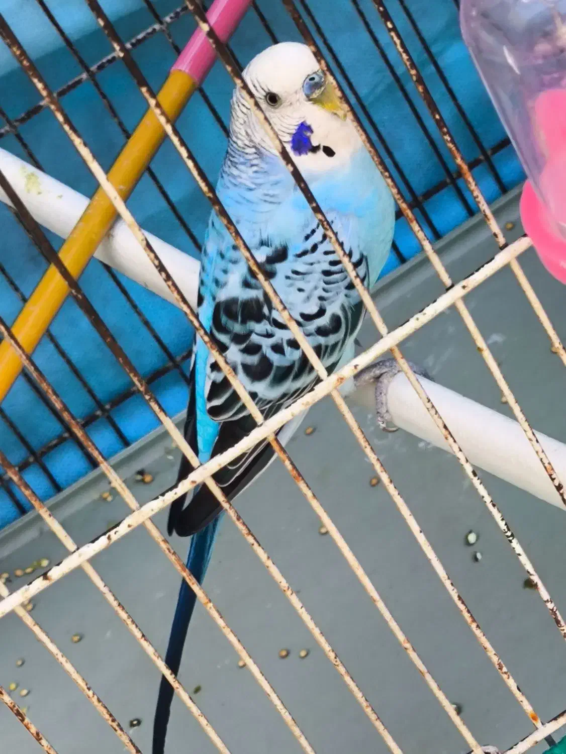 مرغ عشق نر خوش رنگ بالغ و مست مست شرطی|پرنده|کارون, |دیوار