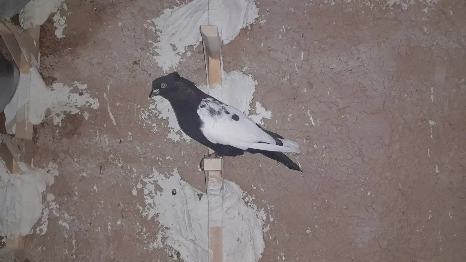 کفتر بهبانی سه تا ش باهم میدم دوتومن|پرنده|ارژن, |دیوار