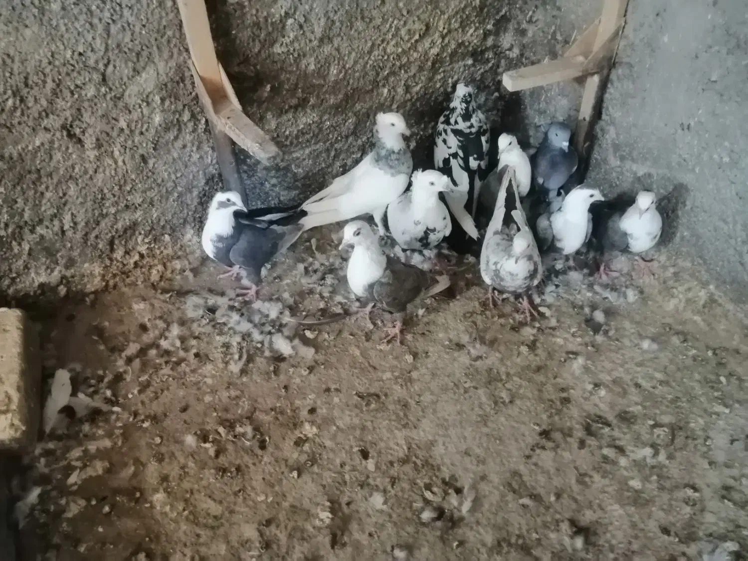 کفتر رنگی|پرنده|شیراز, گویم|دیوار