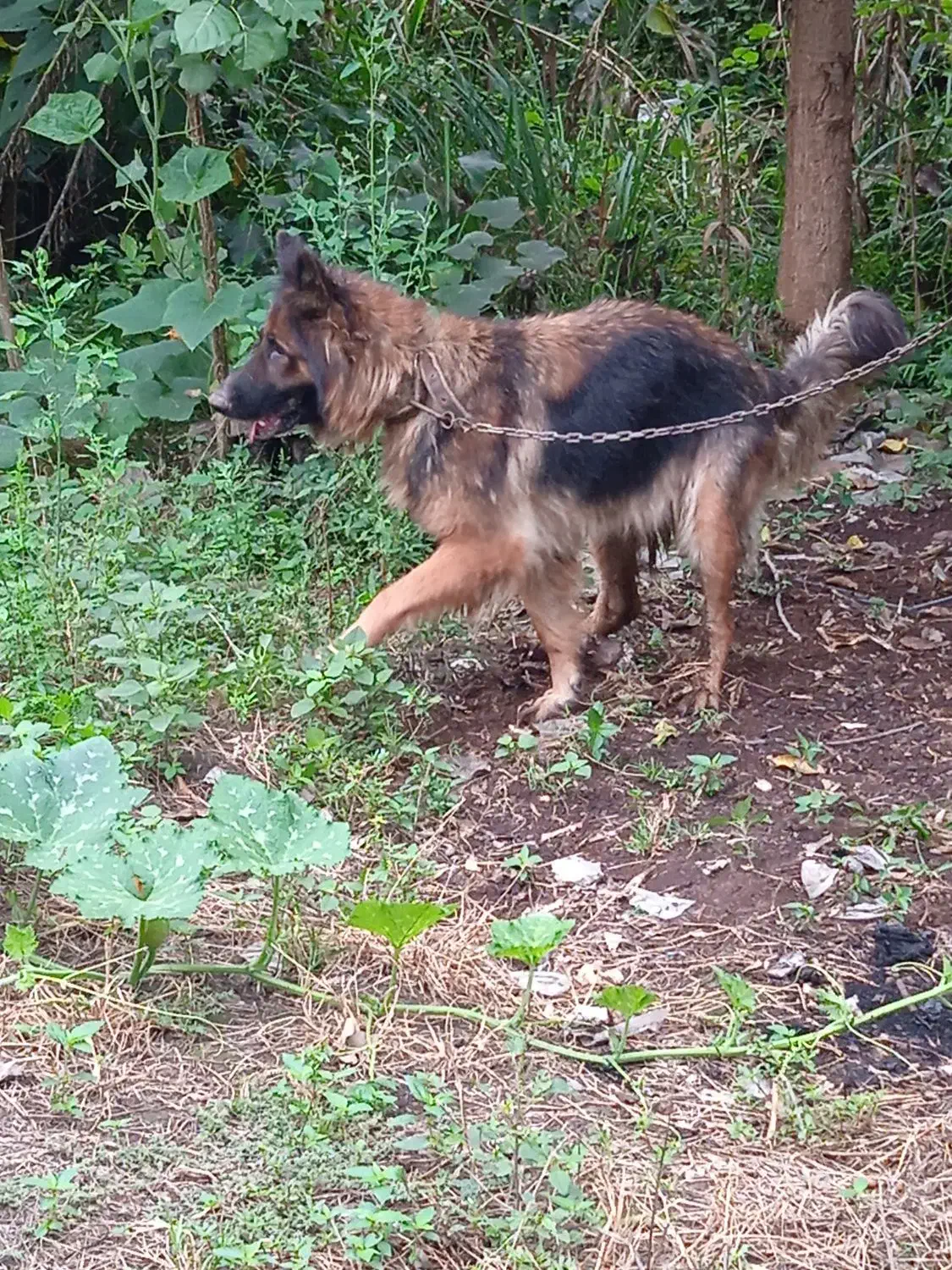 ژرمن شیپر ماده.االان چاق تره عکس برای ۳ماه قبله|سگ|آستانه اشرفیه, |دیوار