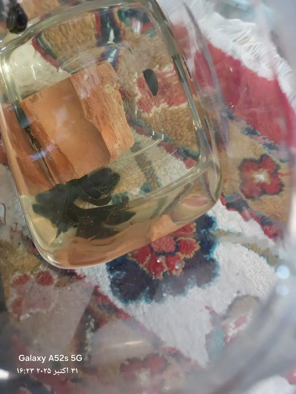 فروش زالو طبی عمده و خرده|آرایشی، بهداشتی، درمانی|اندیشه, اندیشه فاز ۱|دیوار