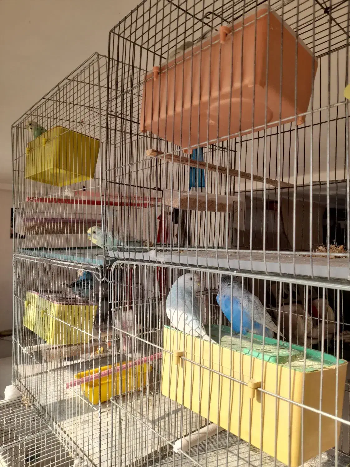 مرغ عشق مولد|پرنده|اردبیل, |دیوار