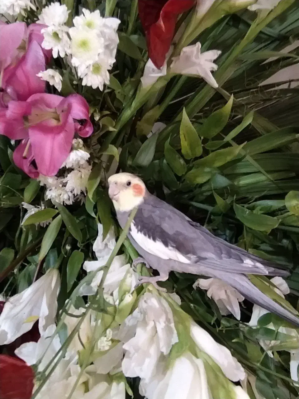 عروس هلندی|پرنده|همدان, |دیوار