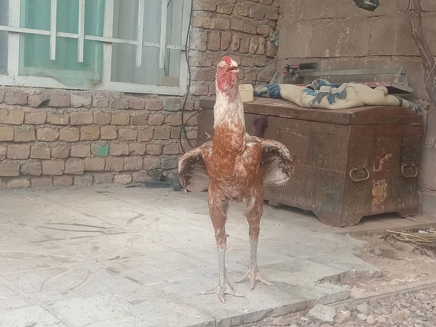 خروس|حیوانات مزرعه|تربت‌حیدریه, ترمینال|دیوار