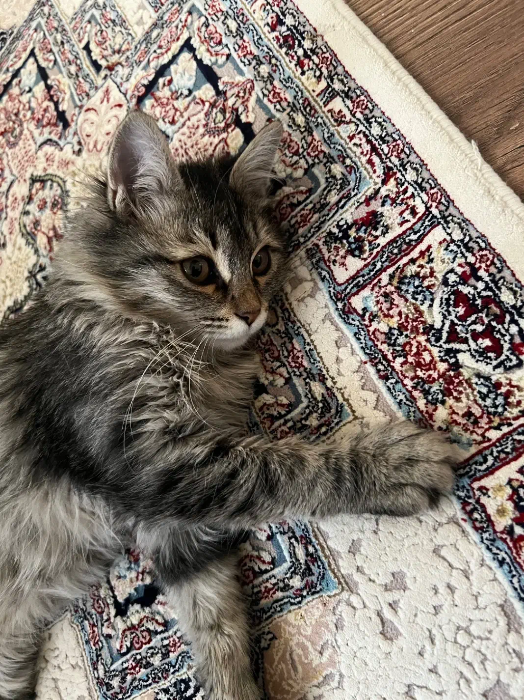 گربه|گربه|تهران, صادقیه|دیوار