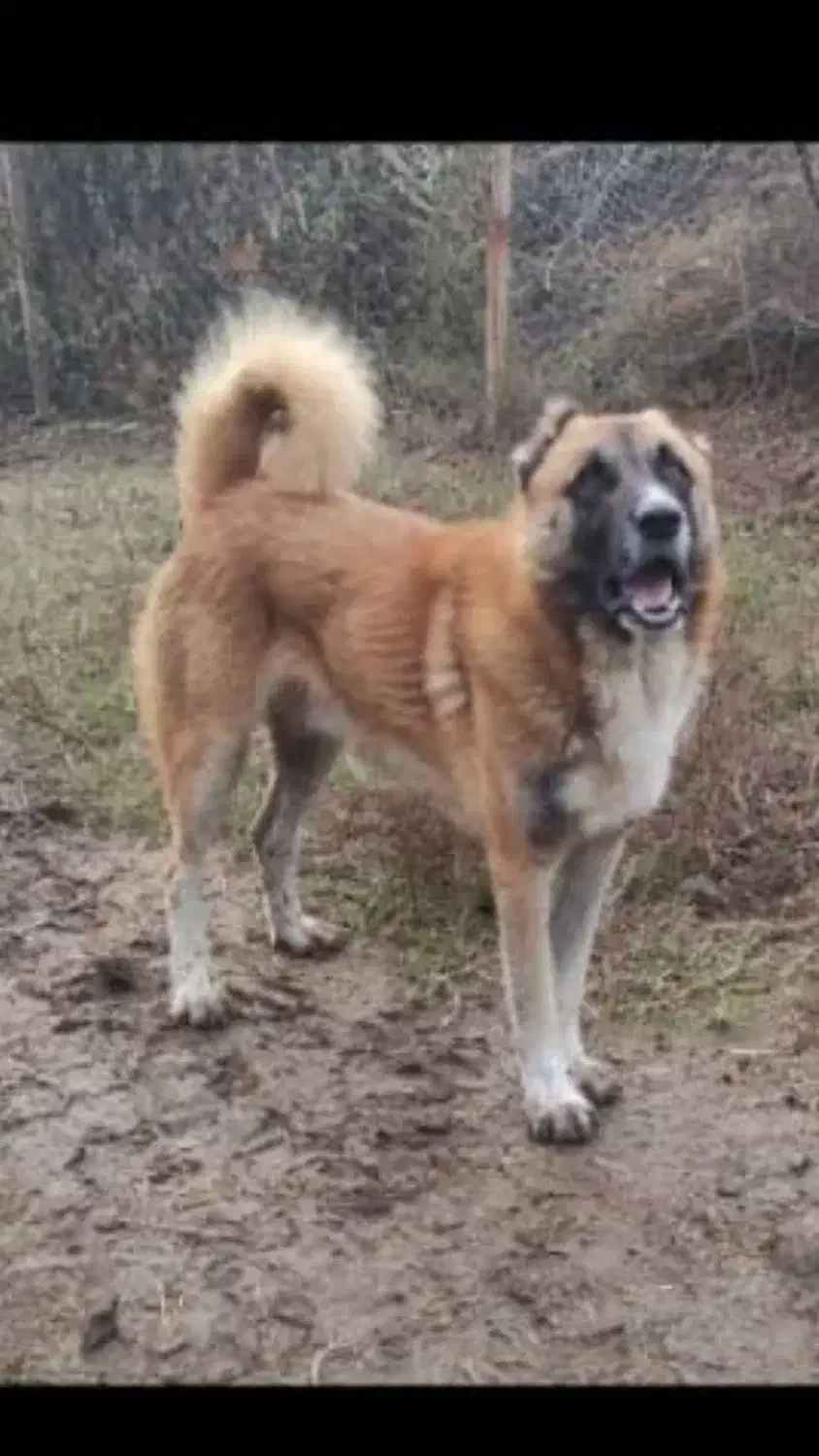 سگ گله وشکاری|سگ|آستانه اشرفیه, |دیوار