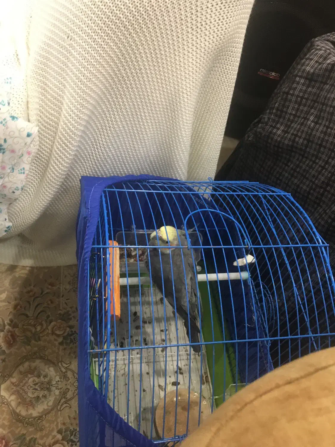 عروس هلندی نر + ماده دستی بهنراه قفس|پرنده|ری, فیروزآبادی|دیوار