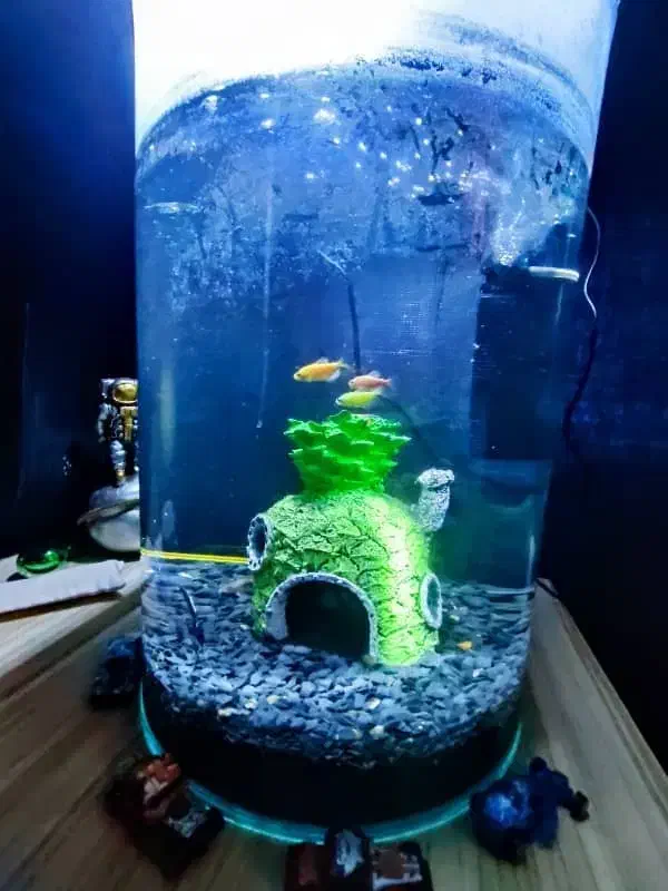 آکواریوم نونو|ماهی|دماوند, دماوند|دیوار