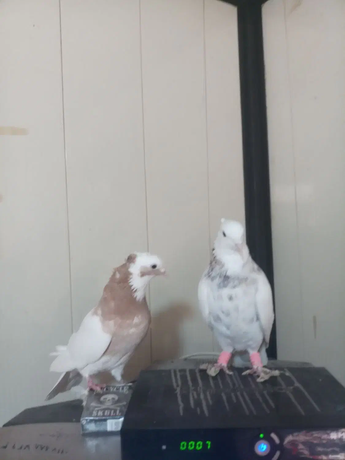 طوقی وسینه ودمبی|پرنده|شیراز, تندگویان|دیوار