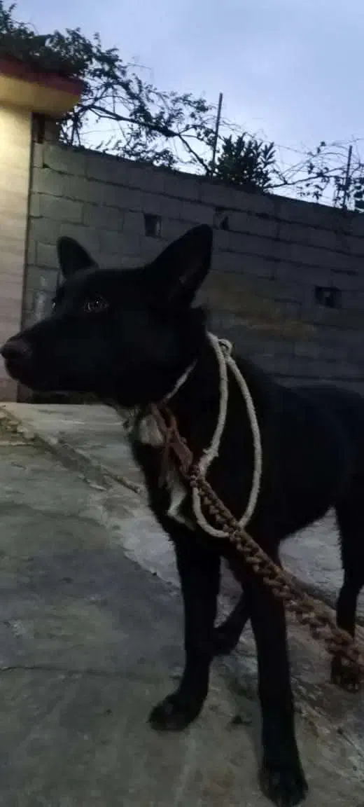 سگ شپرد ژرمن نگهبان|سگ|رشت, لاکان|دیوار