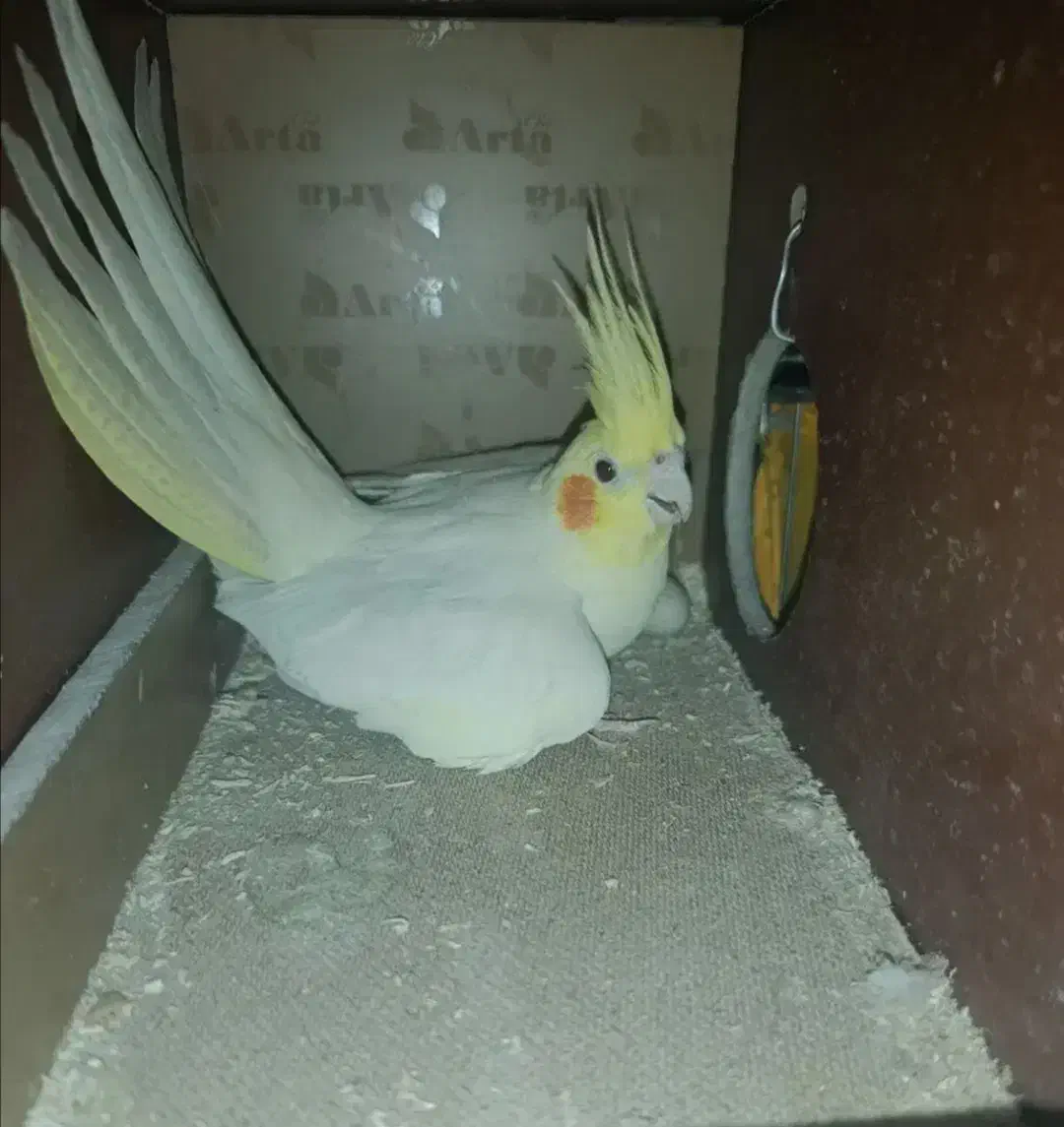 عروس هلندی گمشده ماده|حیوانات|نی‌ریز, |دیوار