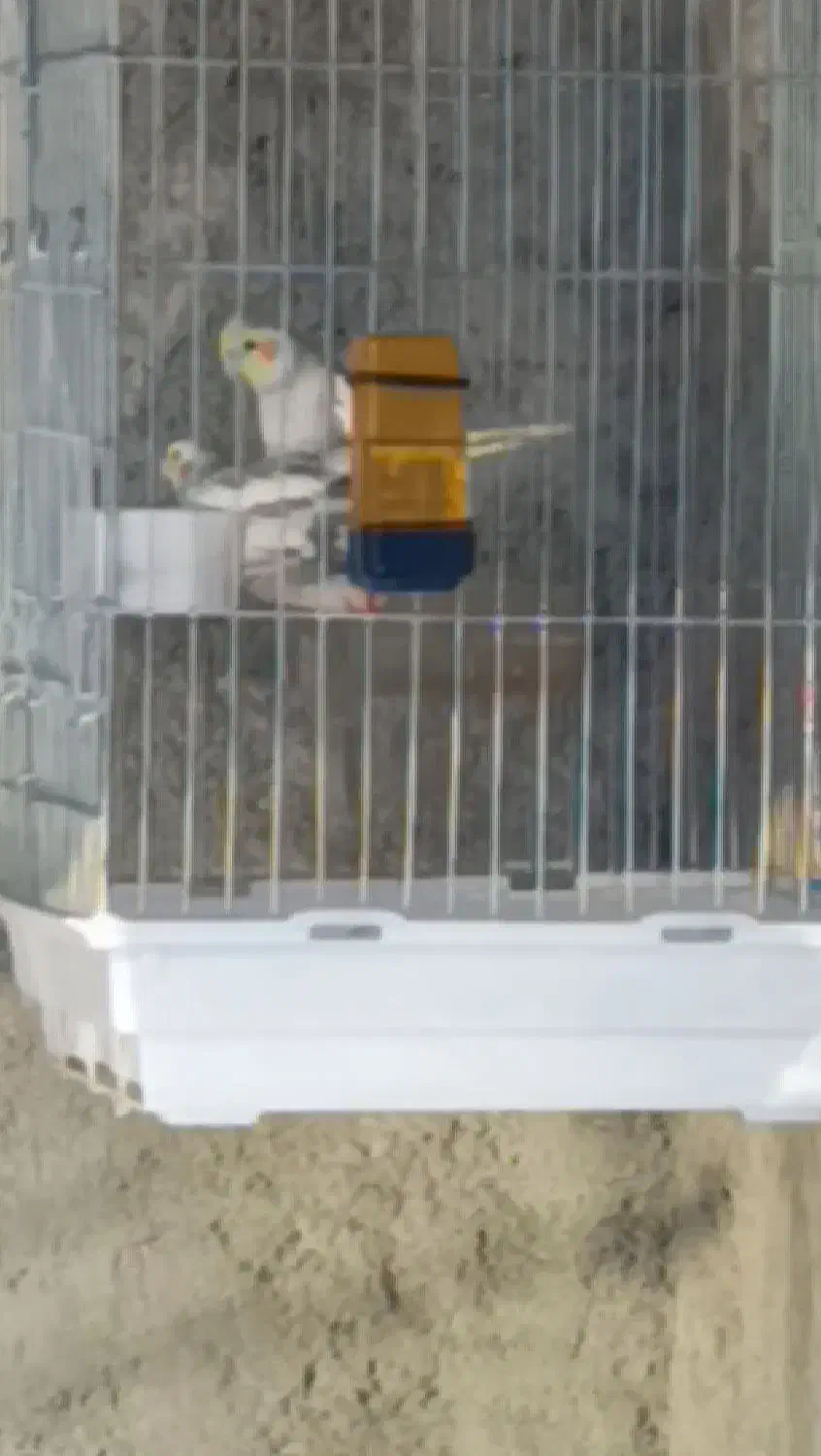 عروس هلندی مولد رو تخم|پرنده|کازرون, |دیوار