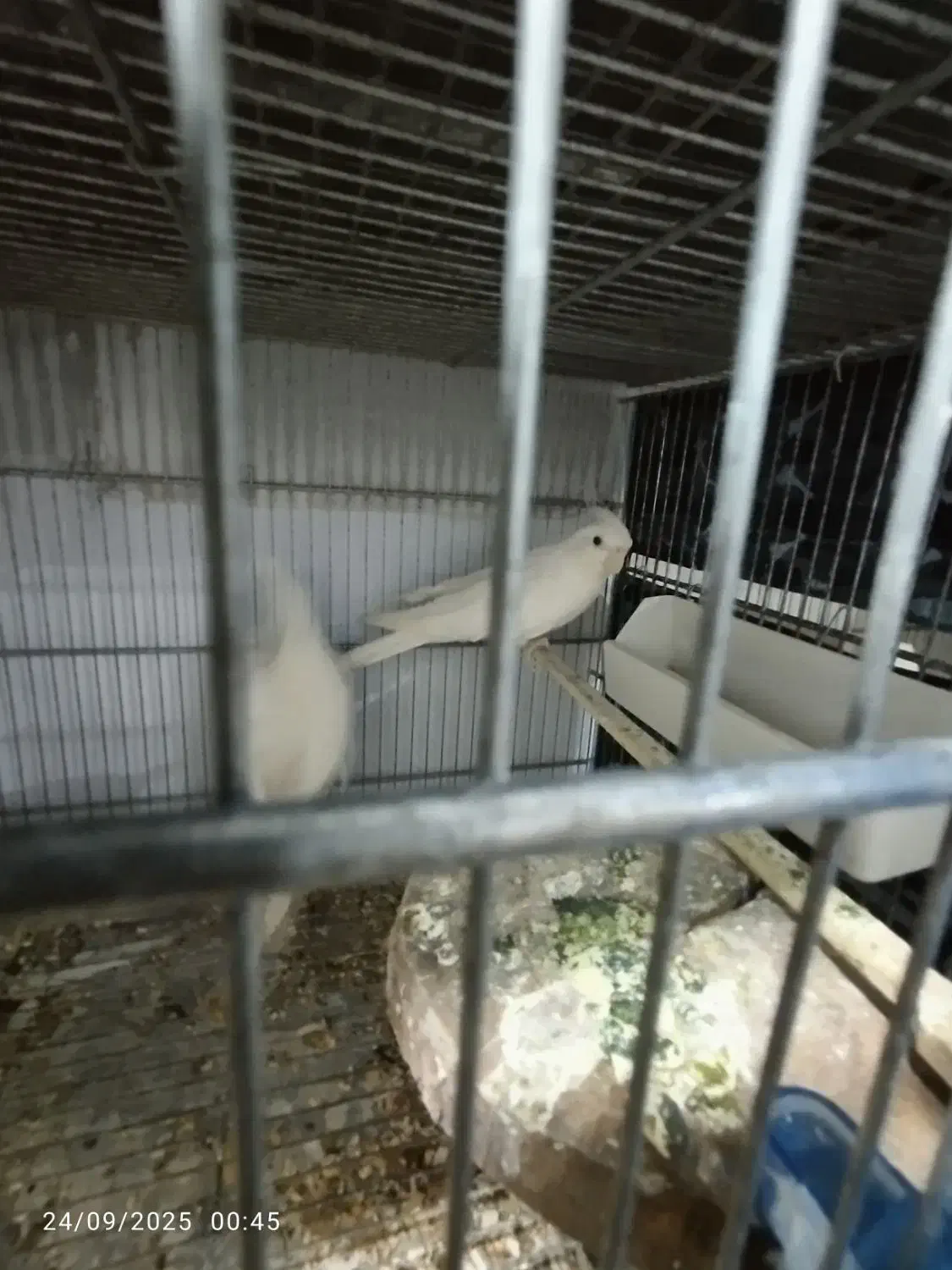 عروس آلبینو مولد|پرنده|اهواز, سپیدار|دیوار