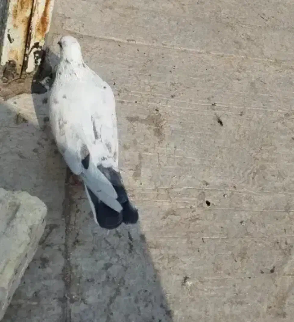 گم شده|حیوانات|اصفهان, عمان سامانی|دیوار