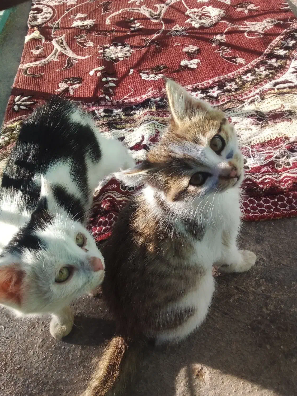 حیوانات خانگی|گربه|ایجرود, |دیوار