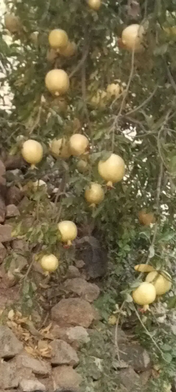 انار. میخ رم|خوردنی و آشامیدنی|پاوه, |دیوار