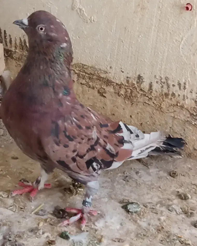 کفتر سرور و پرشی|پرنده|کاشان, لتحر|دیوار