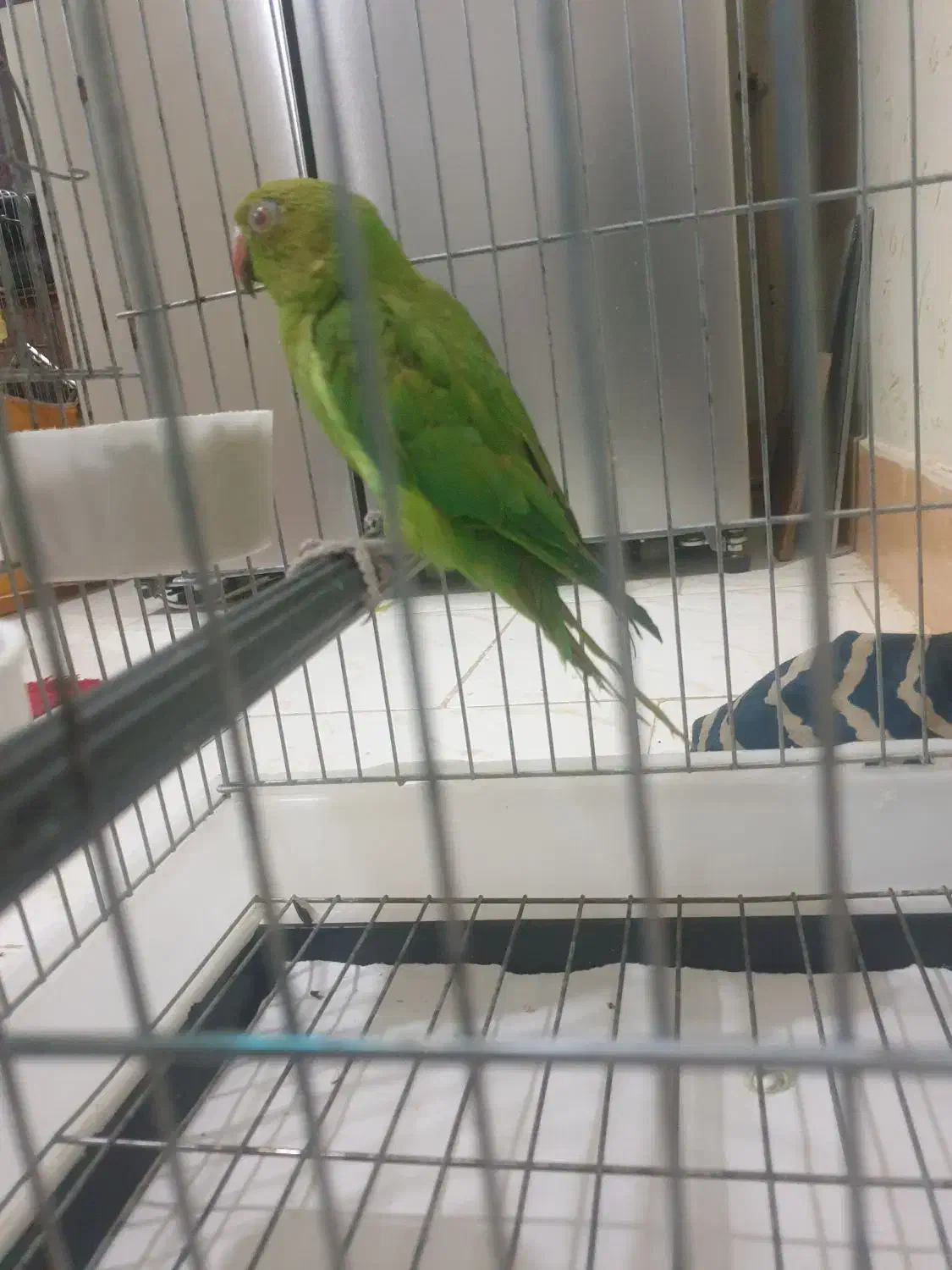 طوطی ملنگو|پرنده|بروجرد, |دیوار