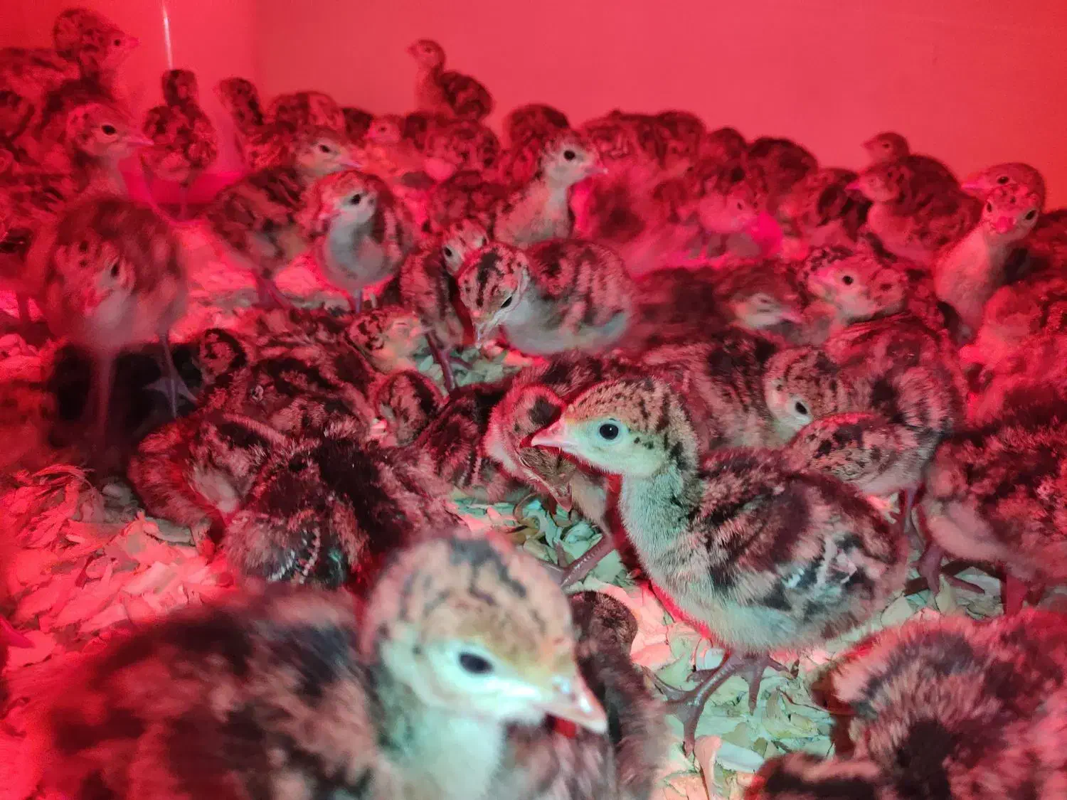 فروش جوجه ۳ روزه بوقلمون برنز|حیوانات مزرعه|نجفآباد, امام خمینی|دیوار