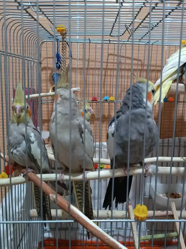 عروس هلندی|پرنده|دورود, |دیوار