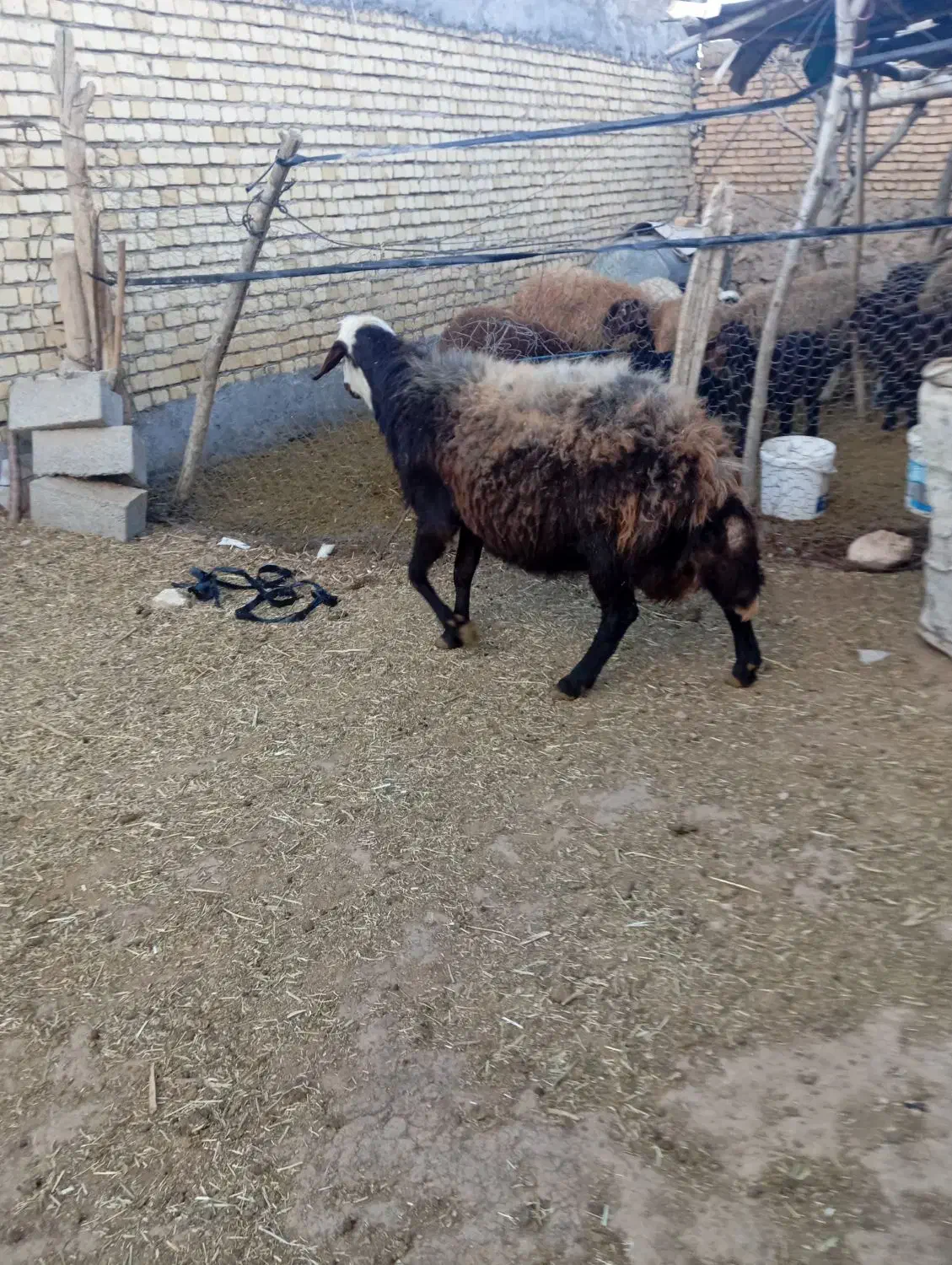 قوچ قزل افشار|حیوانات مزرعه|شیدا, |دیوار