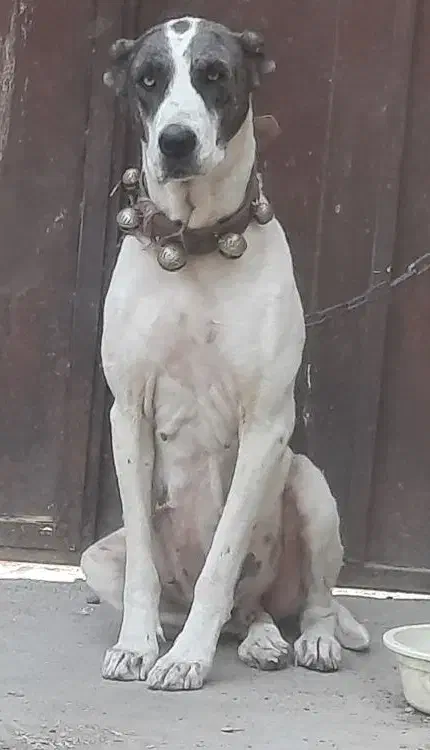 لاس ، الابای ۳ساله|سگ|قم, شهدا|دیوار