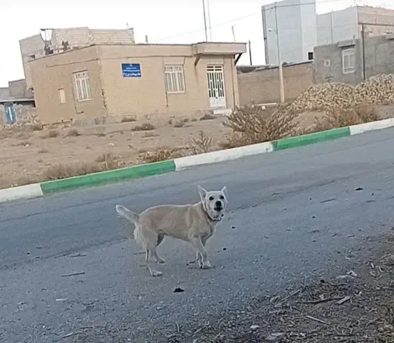 سگ پاکوتا ادمی|سگ|قوچان, |دیوار