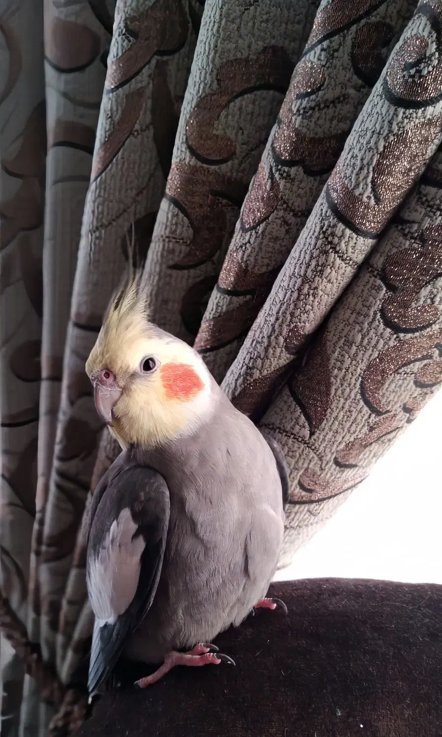 گمشده|حیوانات|کرمانشاه, |دیوار