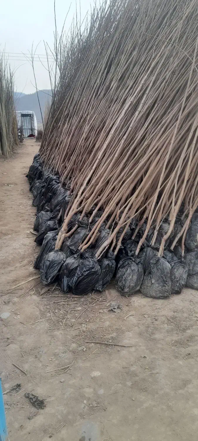 نهال|خدمات باغبانی و درختکاری|مهریز, |دیوار