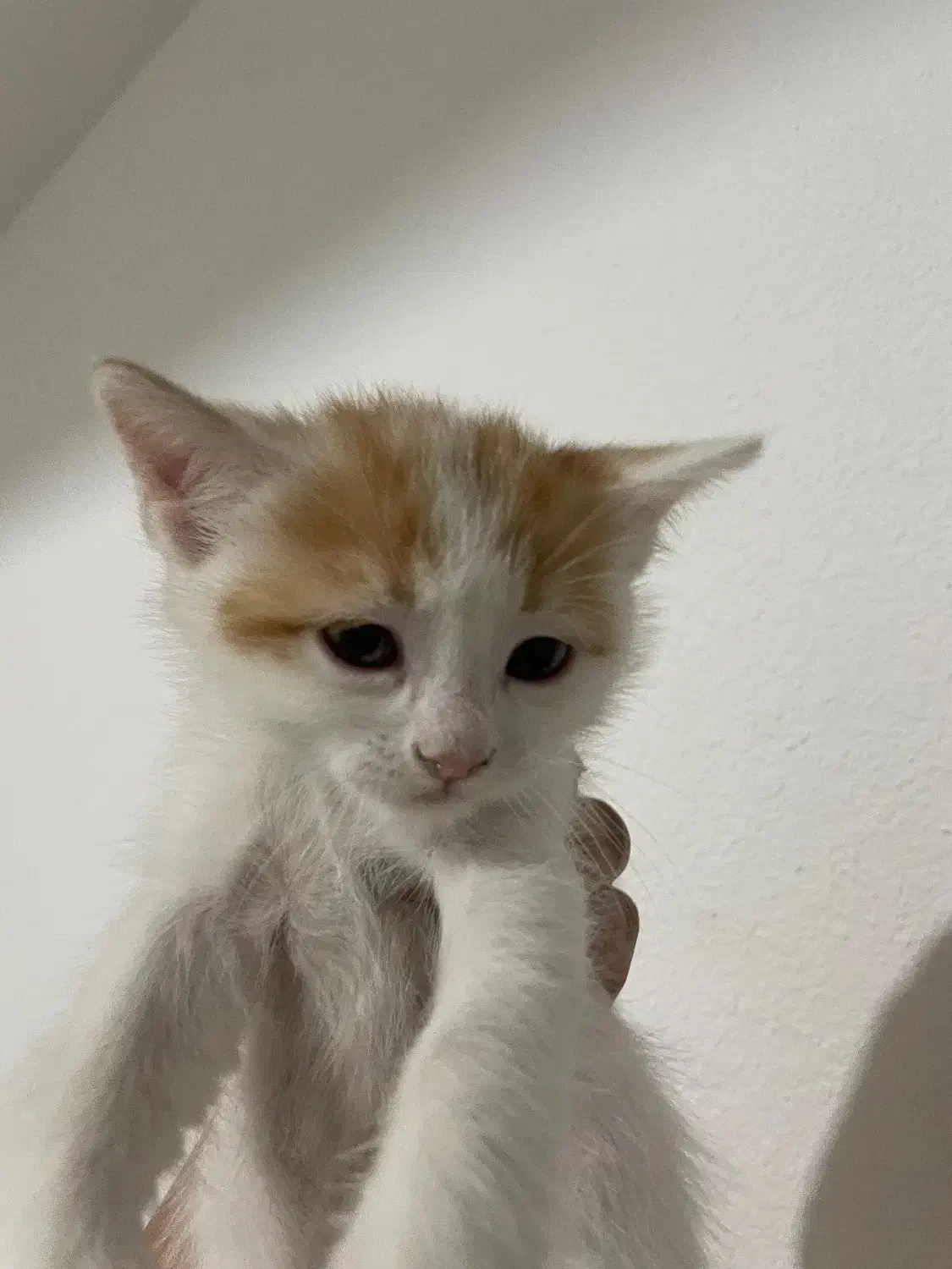 واگذاری بچه گربه رایگان|گربه|صدرا-فارس, فاز ۱|دیوار