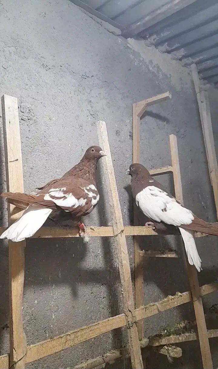 کبوتر ابلغ دم سفید|پرنده|مشهد, انصار|دیوار