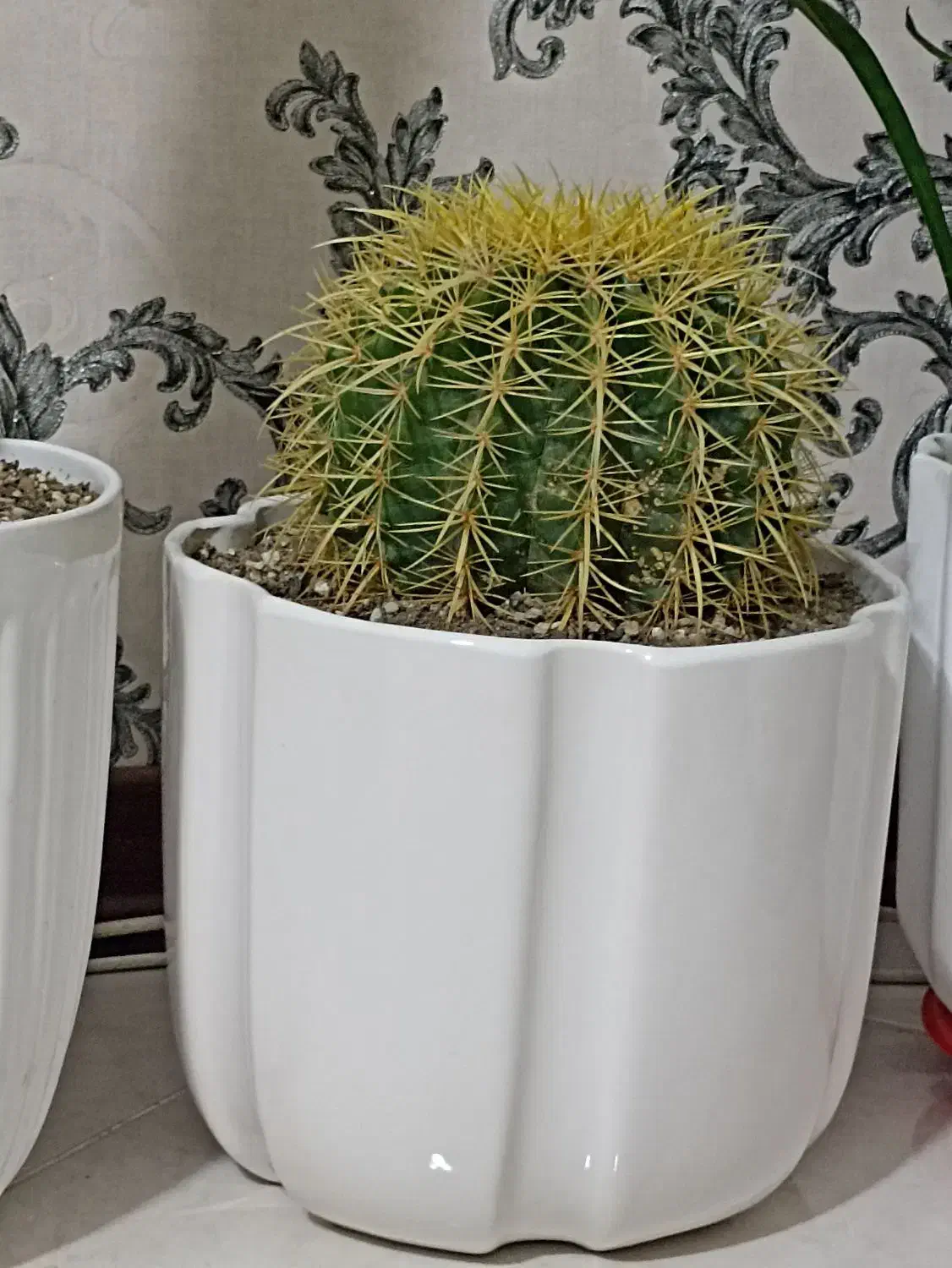 کاکتوس با گلدان|گل و گیاه طبیعی|پرند, فاز ۶|دیوار