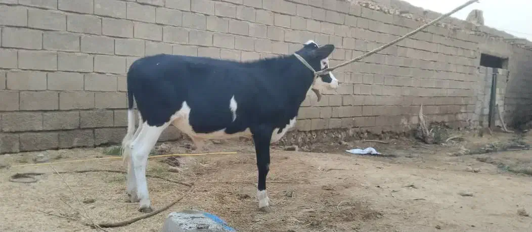 گاو محلی شادگان|حیوانات مزرعه|شادگان, |دیوار