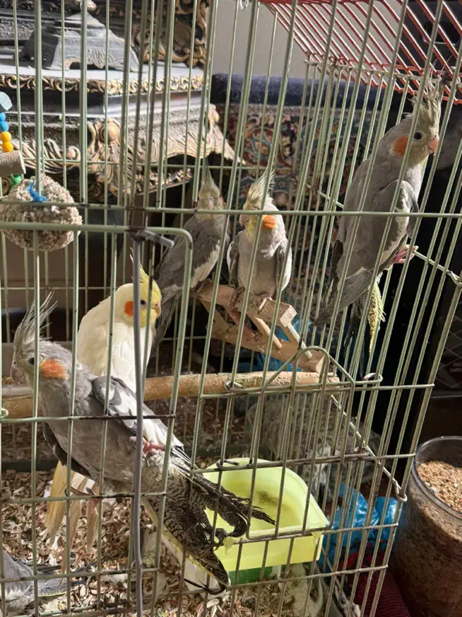 طوطی عروس|پرنده|اقبالیه, |دیوار