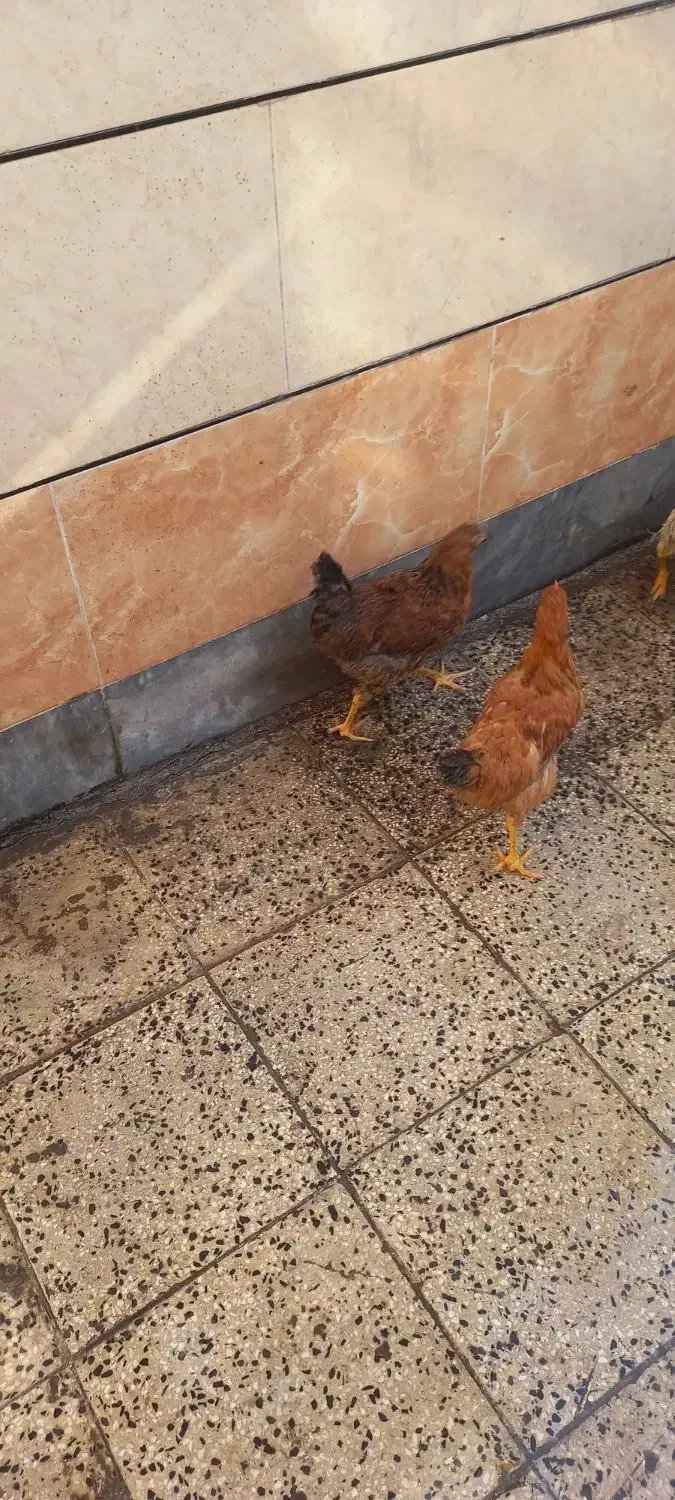 مرغ|حیوانات مزرعه|اهواز, حصیرآباد|دیوار