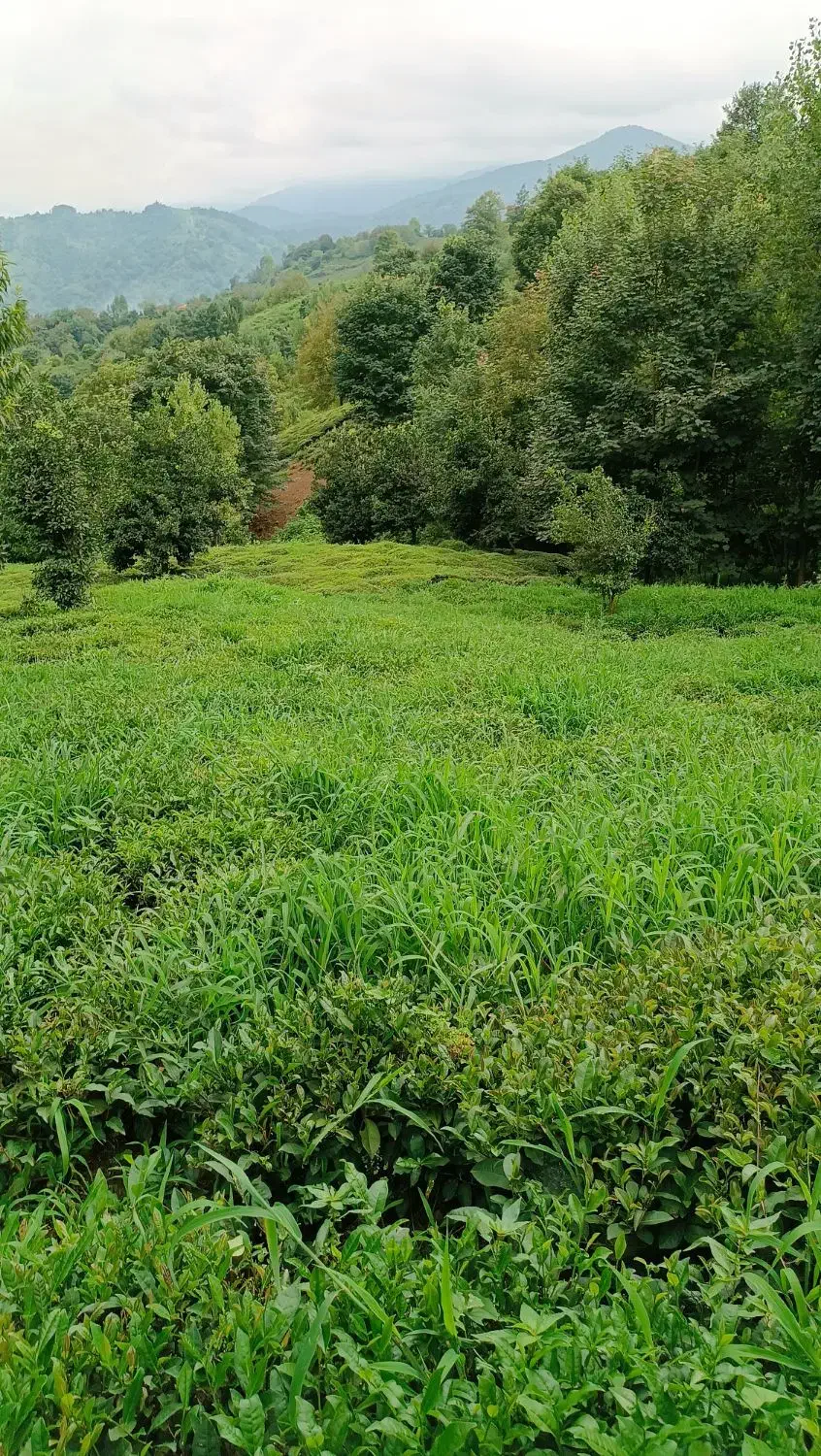 فروش زمین باغی|فروش زمین و ملک کلنگی|لنگرود, |دیوار