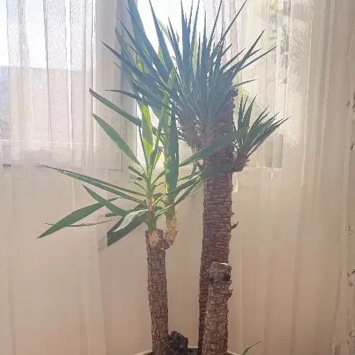 درختچه و گل آپارتمانی|گل و گیاه طبیعی|تهران, والفجر (افسریه)|دیوار