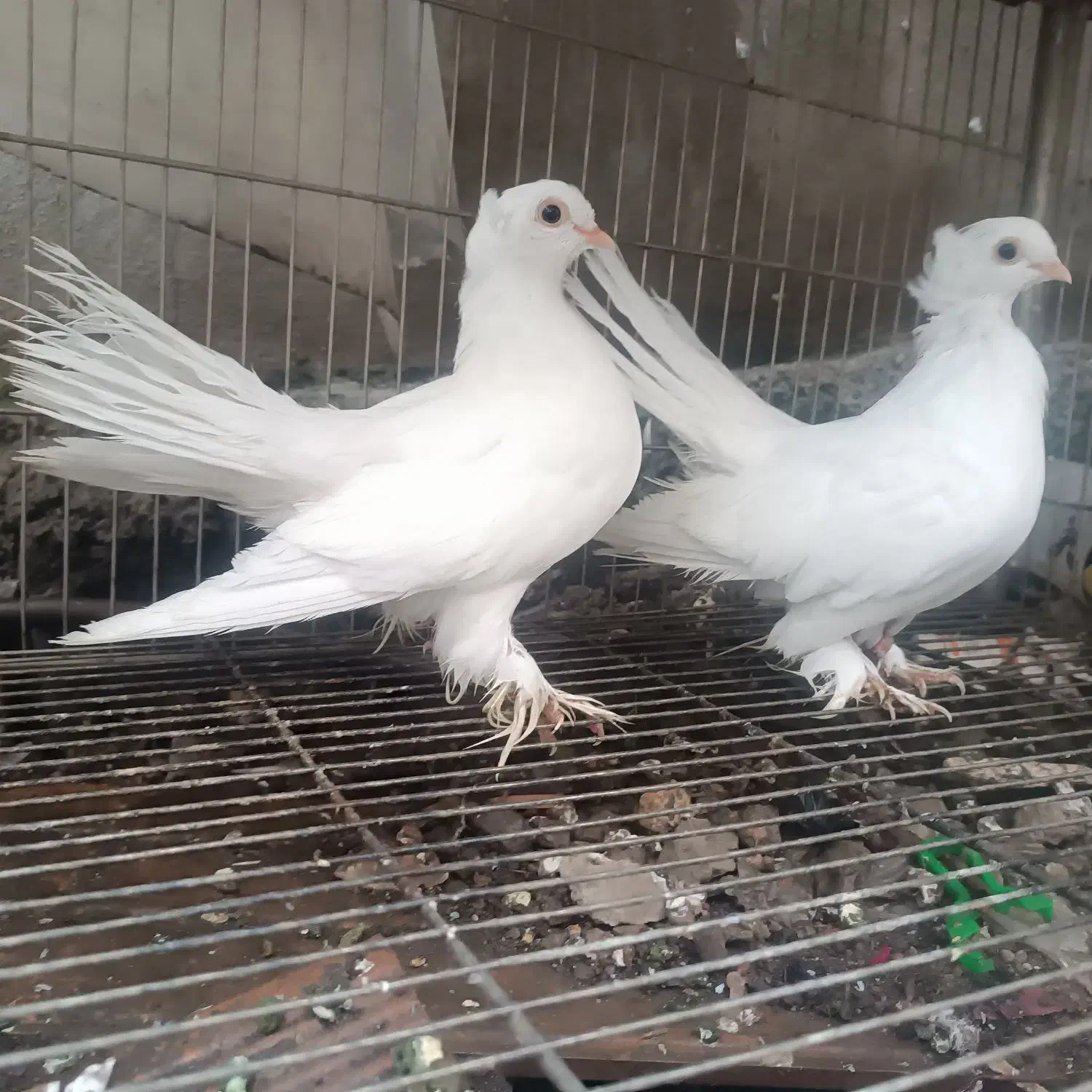 کبوتر زینتی تزیینی دم چتری آمریکایی یو|پرنده|محمودآباد, |دیوار