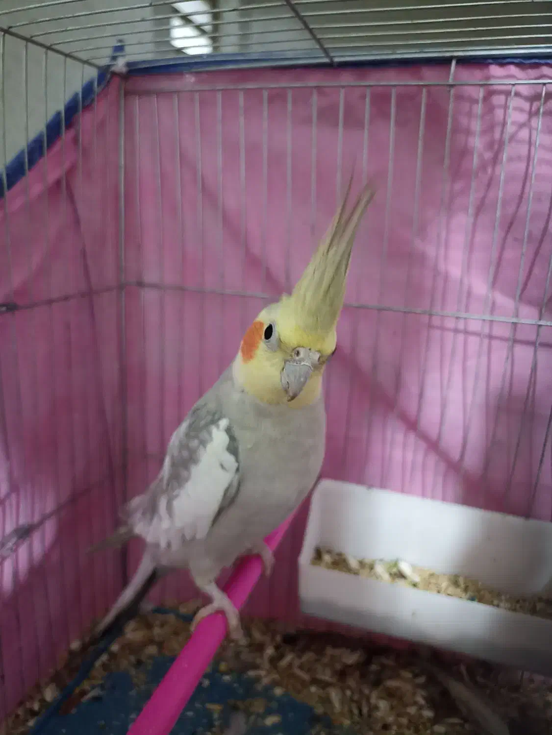 عروس هلندی|پرنده|اهواز, پردیس دو|دیوار