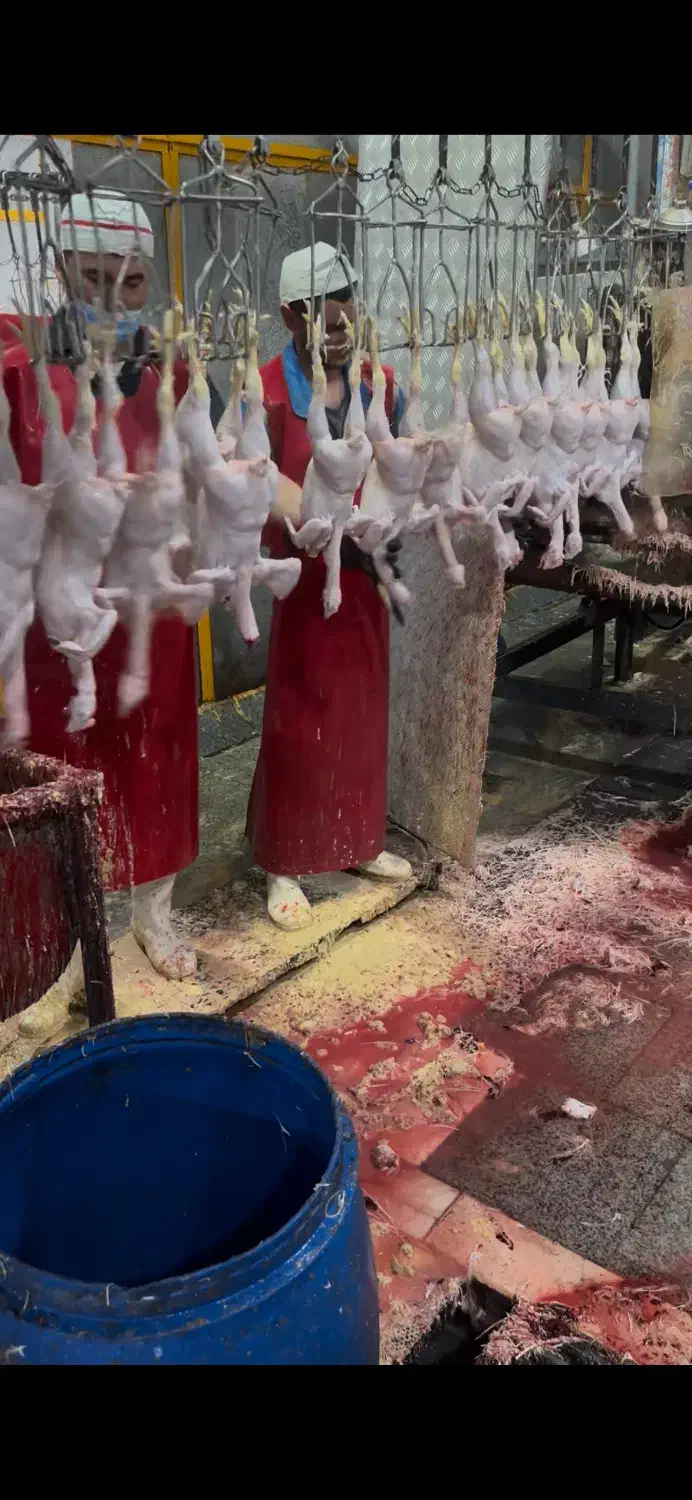 استخدام بی خس کار‌حرفه ای با حقوق بالا در کشتارگاه|استخدام خدمات فروشگاه و رستوران|شهریار, رضی آباد پایین|دیوار