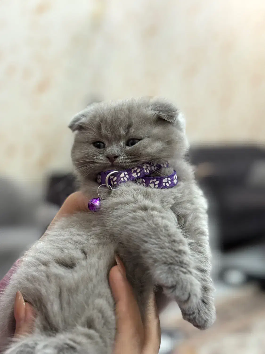 اسکاتیش فولد|گربه|تبریز, |دیوار