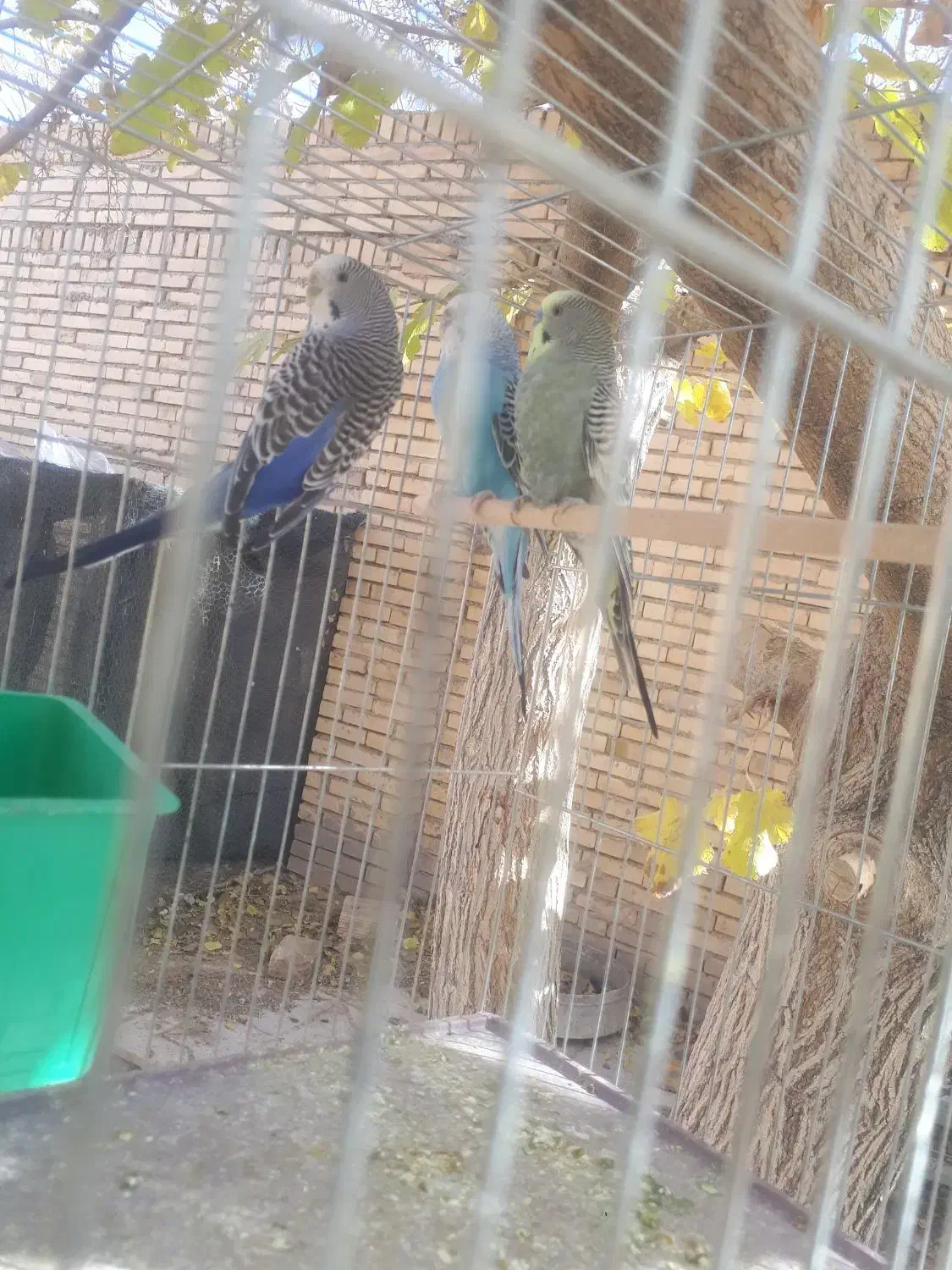 جفت مرغ عشق و عروس هلندی|پرنده|مهریز, |دیوار