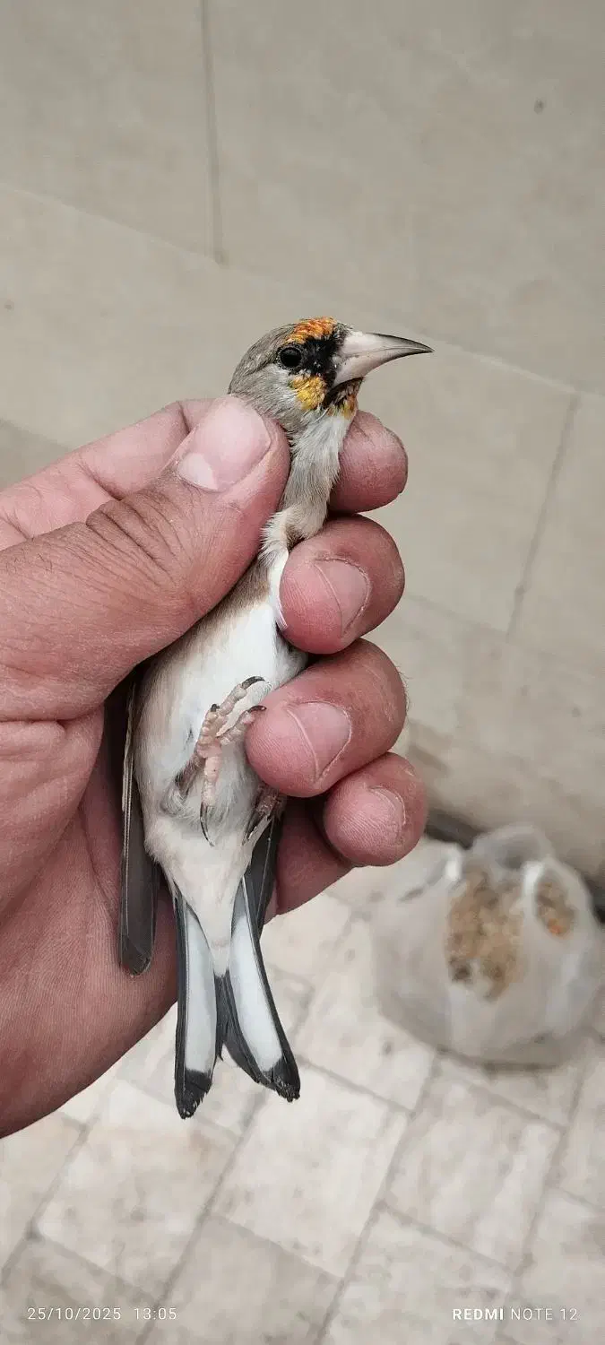 سهره دورگ کرمونی|پرنده|ری, شهید غیوری (ابن باویه)|دیوار